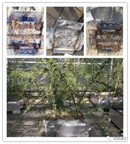 【喜大普奔】歐西建科耐根穿刺防水卷材順利通過(guò)北京園林所檢測(cè)！